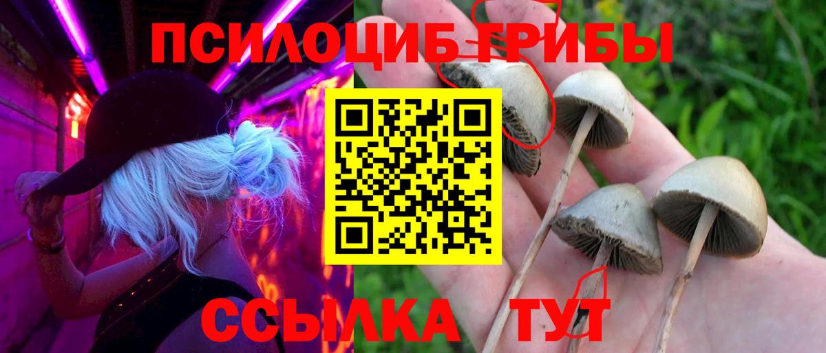 Галлюциногенные грибы Psilocybe  Вход с VPN  Бор 